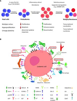 The role of microenvironment in the initiation and evolution of B-cell precursor acute lymphoblastic leukemia